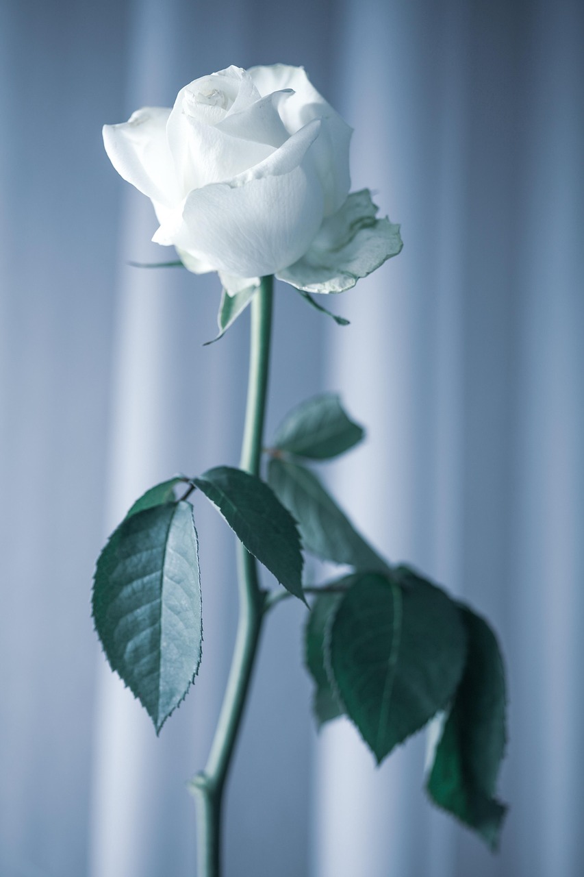 rose, transience, grief, cold, past, romance, rose flower, antique, romantic