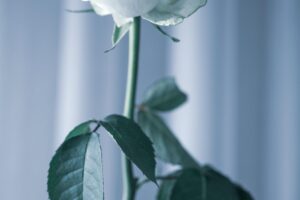 rose, transience, grief, cold, past, romance, rose flower, antique, romantic